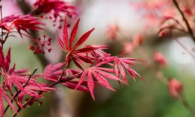 這些以“雞”為名的植物你認(rèn)識幾個(gè)？