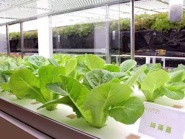 日本東芝“植物工廠”關門給我們的教訓