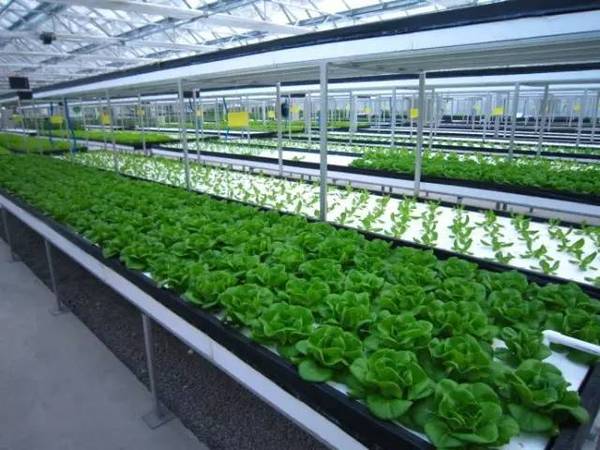 日本東芝“植物工廠”關門給我們的教訓