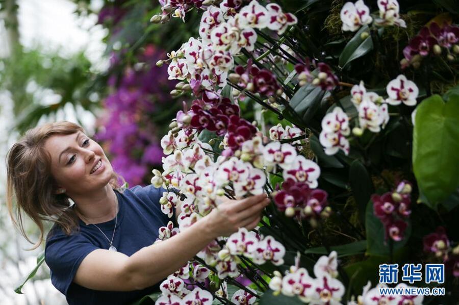 英國倫敦皇家植物園“蘭花節”