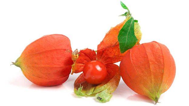 科學(xué)家發(fā)現(xiàn)罕見的植物果實(shí)化石