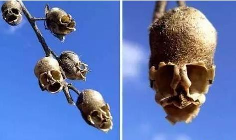 自然界總有一些奇葩植物