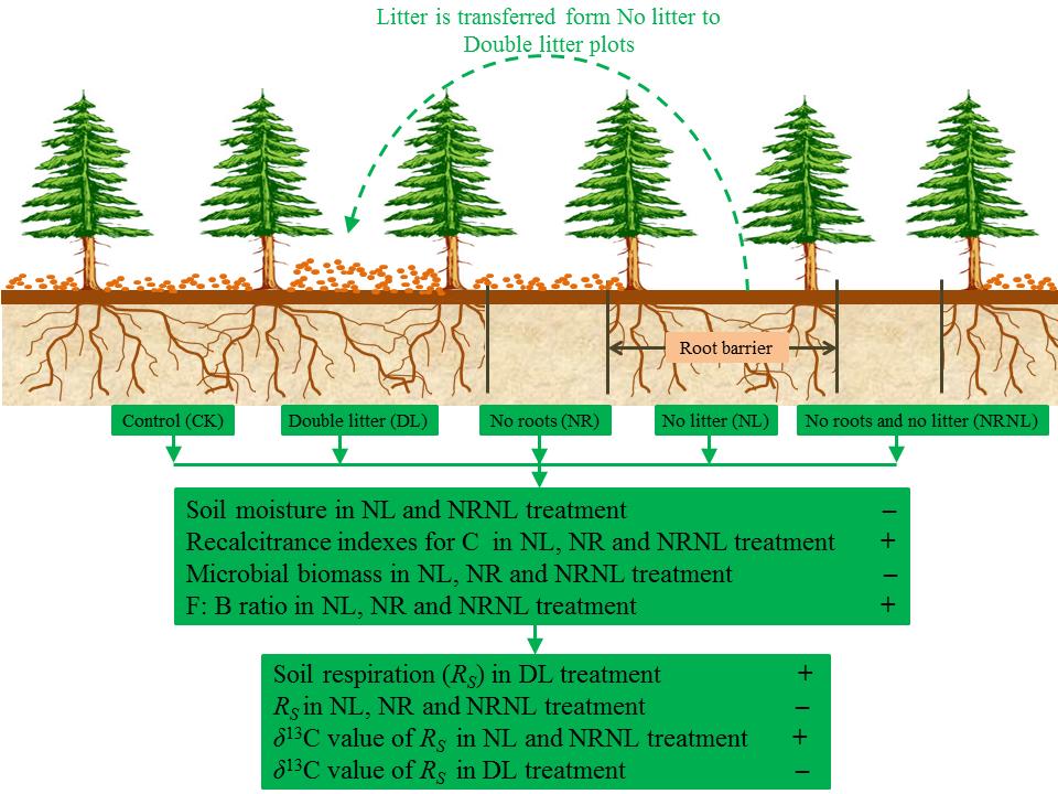 森林凋落物輸入調控對土壤呼吸的研究進展