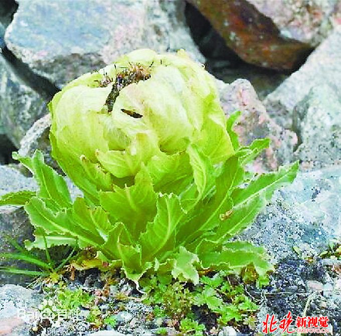 盜挖已形成隱秘交易鏈