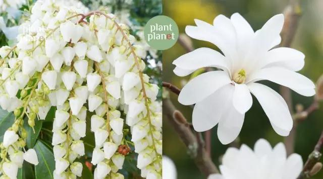 六種你不能錯過的早春開花的最美灌木