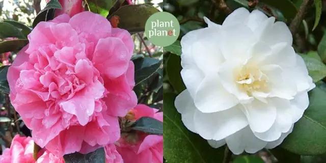 六種你不能錯過的早春開花的最美灌木