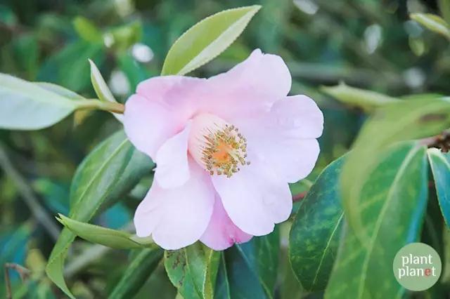 六種你不能錯過的早春開花的最美灌木