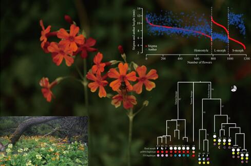 植物異型與同型花柱演化關(guān)系研究進(jìn)展