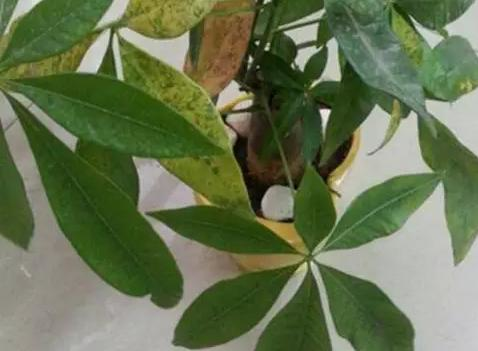 爛根、黑腐、病蟲害，這些難題換個盆就解決