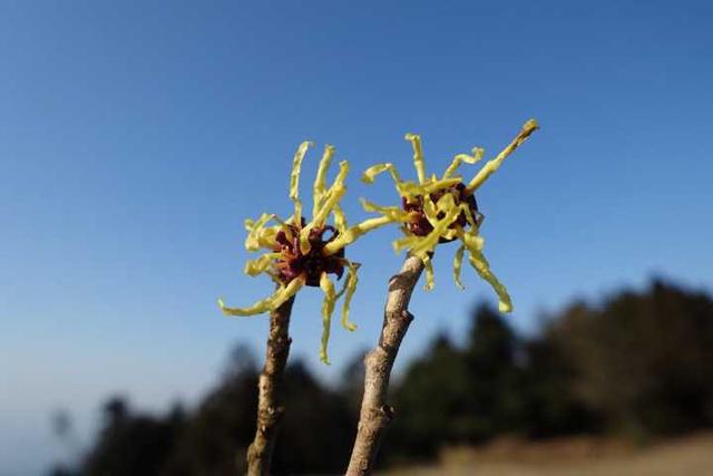 寧波現植物界極其罕見的金縷梅