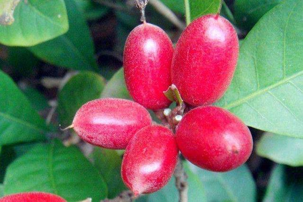 一種國家級珍貴植物是三高心血管病的克星