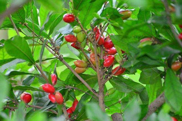 一種國家級珍貴植物是三高心血管病的克星