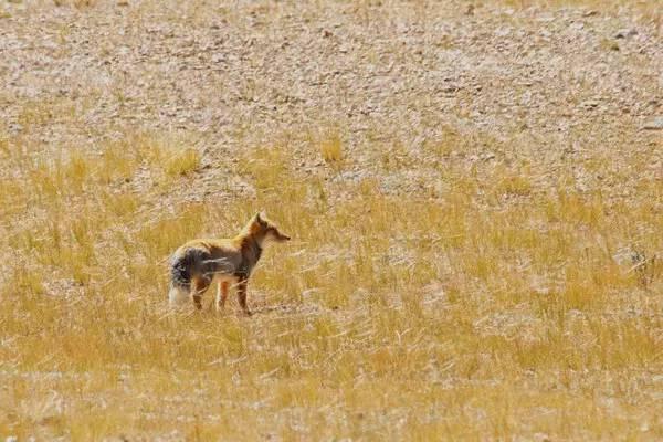野生動植物的天堂——羌塘