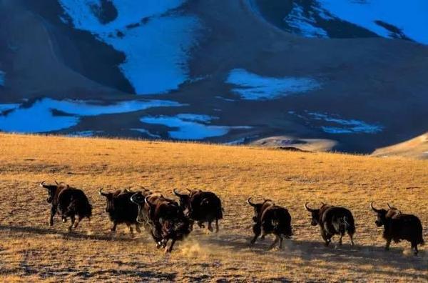 野生動植物的天堂——羌塘