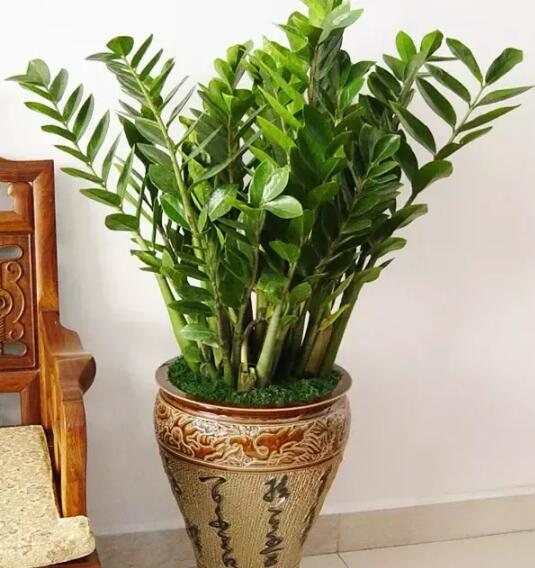 2017年養(yǎng)這些植物最旺財(cái)運(yùn)