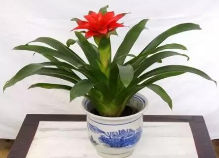 2017年養(yǎng)這些植物最旺財(cái)運(yùn)