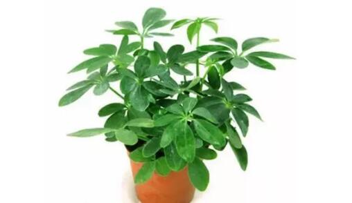 2017年養(yǎng)這些植物最旺財(cái)運(yùn)