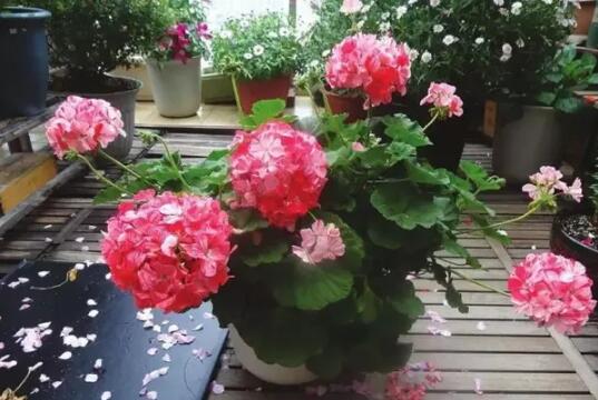 春季家庭適宜種植的花卉