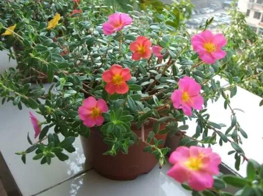 春季家庭適宜種植的花卉