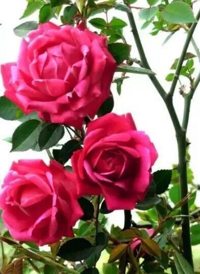 春季家庭適宜種植的花卉