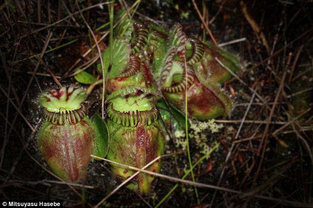 科學家揭示豬籠草成為肉食植物的遺傳學機制