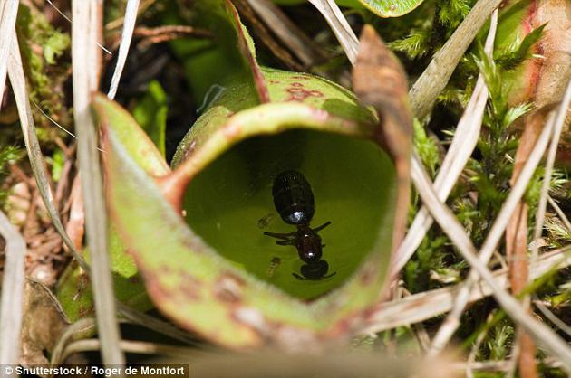 科學家揭示豬籠草成為肉食植物的遺傳學機制