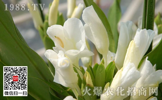 姜花是生姜的花嗎，姜花怎么種植栽培