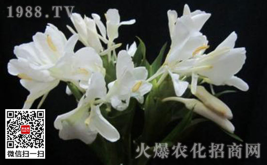 姜花是生姜的花嗎，姜花怎么種植栽培