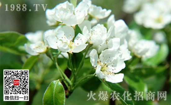 姜花是生姜的花嗎，姜花怎么種植栽培