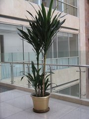 電腦防輻射植物匯總