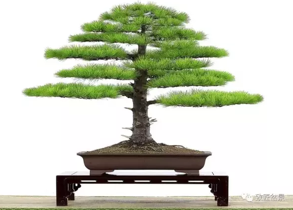 盆景知識:栽培與養(yǎng)護(hù)的九個要素