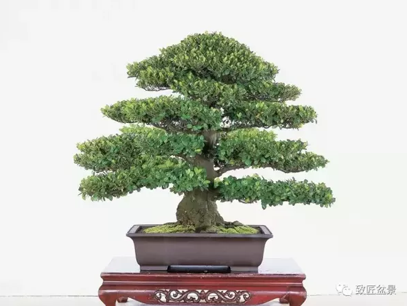 盆景知識：栽培與養(yǎng)護(hù)的九個要素