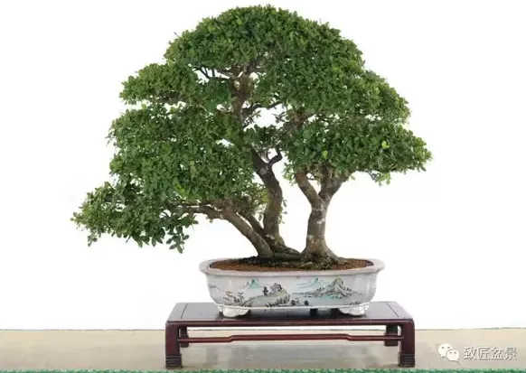 盆景知識(shí)：栽培與養(yǎng)護(hù)的九個(gè)要素