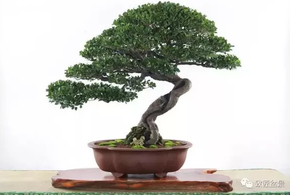 盆景知識(shí)：栽培與養(yǎng)護(hù)的九個(gè)要素