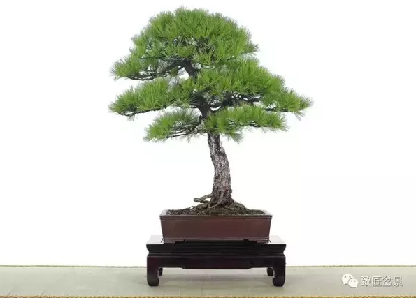 盆景知識(shí)：栽培與養(yǎng)護(hù)的九個(gè)要素