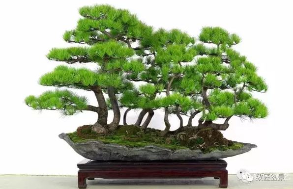 盆景知識:栽培與養護的九個要素