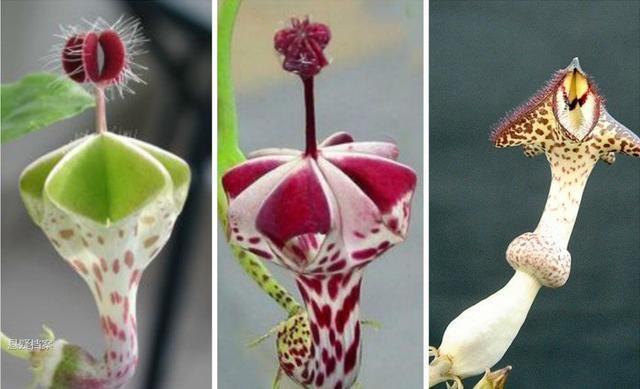 外形奇特的奇葩植物