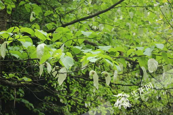 重慶公布野生植物資源調(diào)查成果
