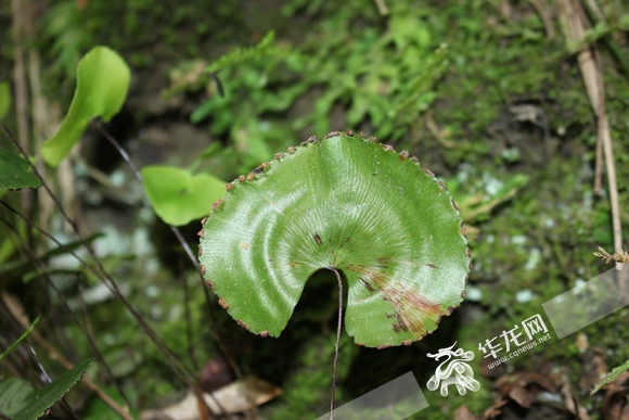 重慶公布野生植物資源調(diào)查成果