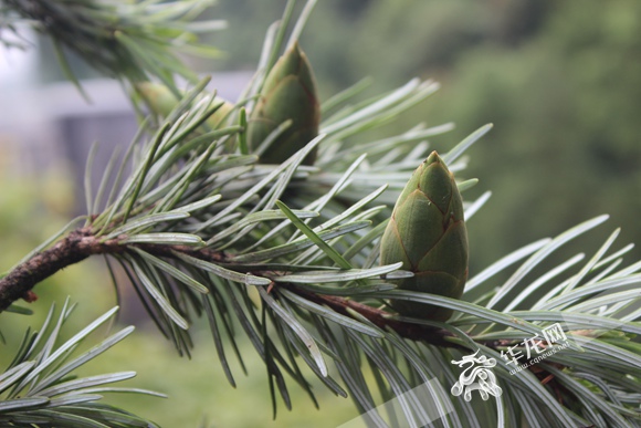 重慶公布野生植物資源調查成果