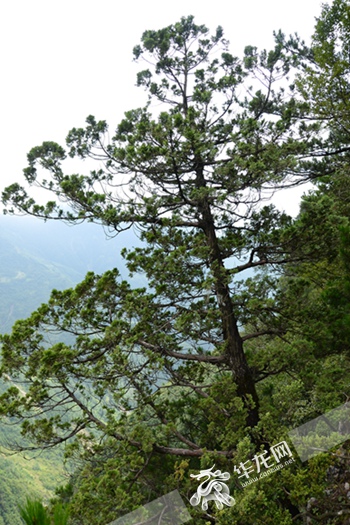 重慶公布野生植物資源調查成果