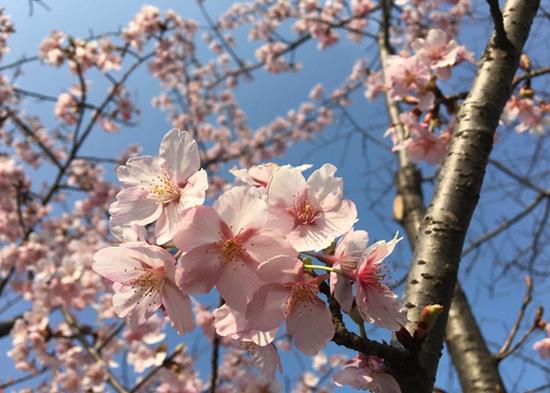 上海植物園發布3月上旬花訊