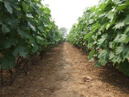 實用苗木栽培方式