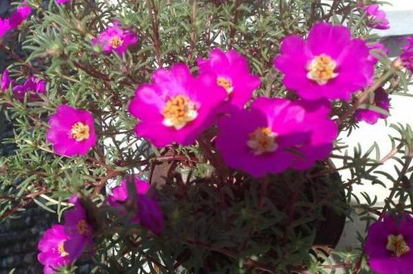 養在陽臺上能夠輕松長出小花海的盆栽花卉