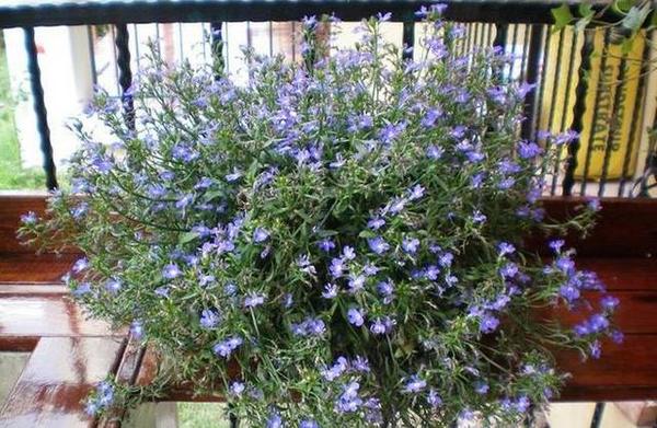 養在陽臺上能夠輕松長出小花海的盆栽花卉