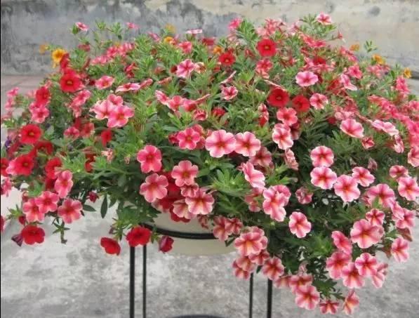 養在陽臺上能夠輕松長出小花海的盆栽花卉