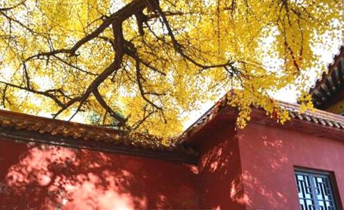 淺談寺廟苗木的使用與配置