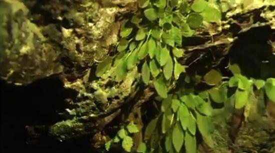 全球首次發(fā)現(xiàn)！這種植物重慶獨(dú)有，數(shù)量稀少