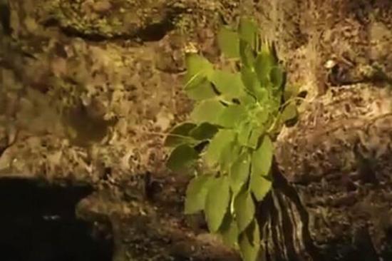 全球首次發(fā)現(xiàn)！這種植物重慶獨(dú)有，數(shù)量稀少