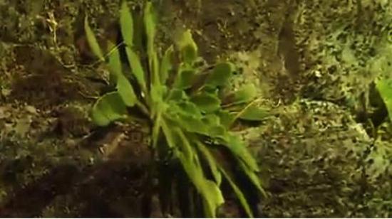 全球首次發(fā)現(xiàn)！這種植物重慶獨(dú)有，數(shù)量稀少